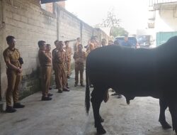 Bupati ‘Tengok’  Bakal Sapi Qurban Presiden Prabowo