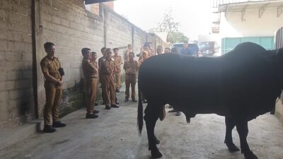 Bupati ‘Tengok’  Bakal Sapi Qurban Presiden Prabowo