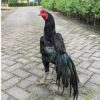 Ayam Jantan Hitam yang Menyimpan Wibawa di Setiap Langkah