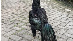 Ayam Jantan Hitam yang Menyimpan Wibawa di Setiap Langkah