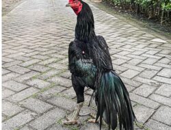 Ayam Jantan Hitam yang Menyimpan Wibawa di Setiap Langkah
