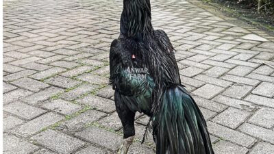 Ayam Jantan Hitam yang Menyimpan Wibawa di Setiap Langkah