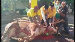 Idul Adha 1447 H, Golkar Lampung Salurkan Puluhan Hewan Kurban untuk Warga dan Kader