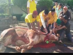 Idul Adha 1447 H, Golkar Lampung Salurkan Puluhan Hewan Kurban untuk Warga dan Kader