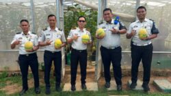 Warga Binaan Lapas Banyuasin Panen 1 Ton Melon, Bukti Pembinaan Tak Sekadar di Balik Jeruji