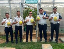 Warga Binaan Lapas Banyuasin Panen 1 Ton Melon, Bukti Pembinaan Tak Sekadar di Balik Jeruji