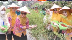 Dorong Ketahanan Pangan hingga Pendidikan, TP PKK Lampung Utara Kunjungi Dua Kecamatan